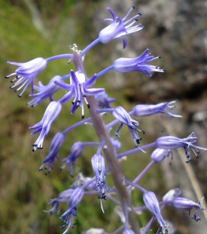 Spetaea lachenaliiflora inflorescence